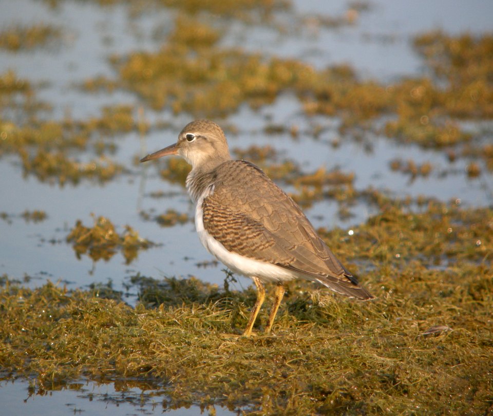 DSCN8306 c Spotted Sandpiper (Juv) Newton Co IN 7-22-11