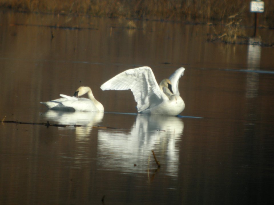 DSCN9344c Trumpeter Swan Willow Slough FWA IN 12-03-2017