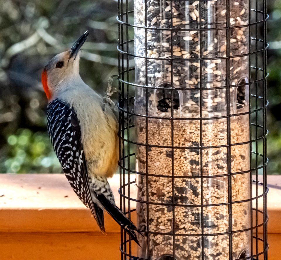 Day 35 - Red-bellied Woodpecker