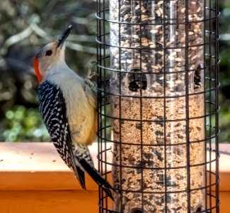 Day 35 - Red-bellied Woodpecker