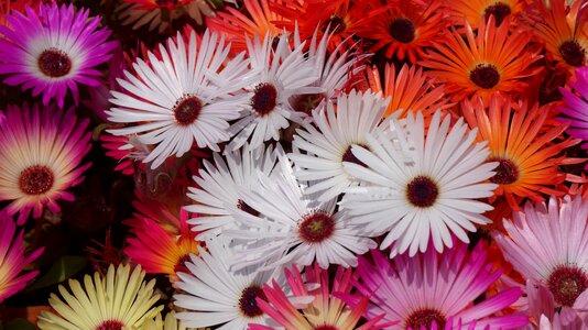 Livingstone daisy flowers garden