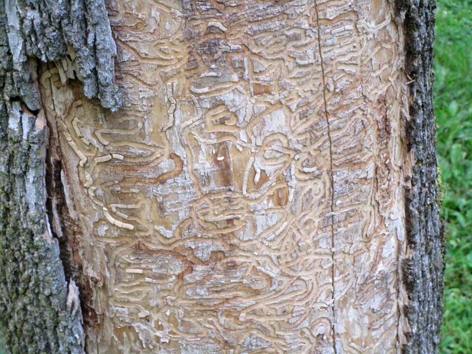 IMG 3084c Emerald Ash Borer River Rd Park Kankakee IL 8-12-2017