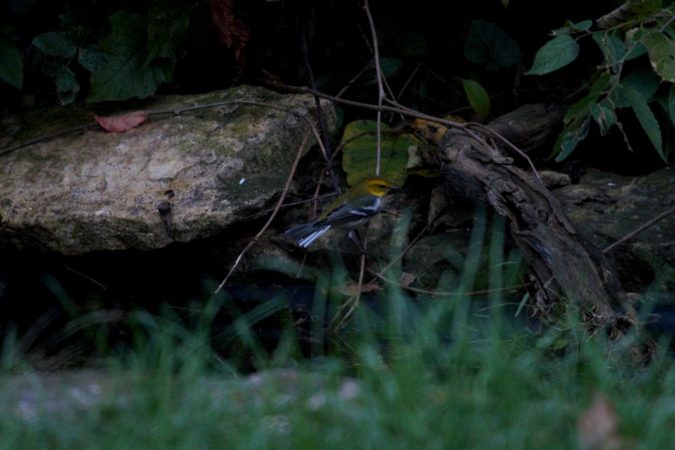 IMG 4598c Black-throated Green Warbler Hse Kankakee IL 10-15-2017