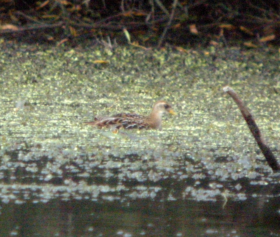 DSCN3679 c Sora Kankakee Co IL 9-16-10