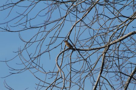 IMG 2203c Indigo Bunting LaSalle FWA IN 9-18-2017