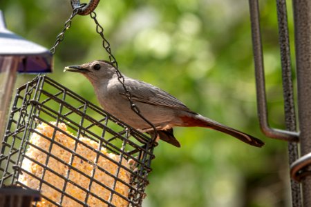 Day 114 - Gray Catbird photo