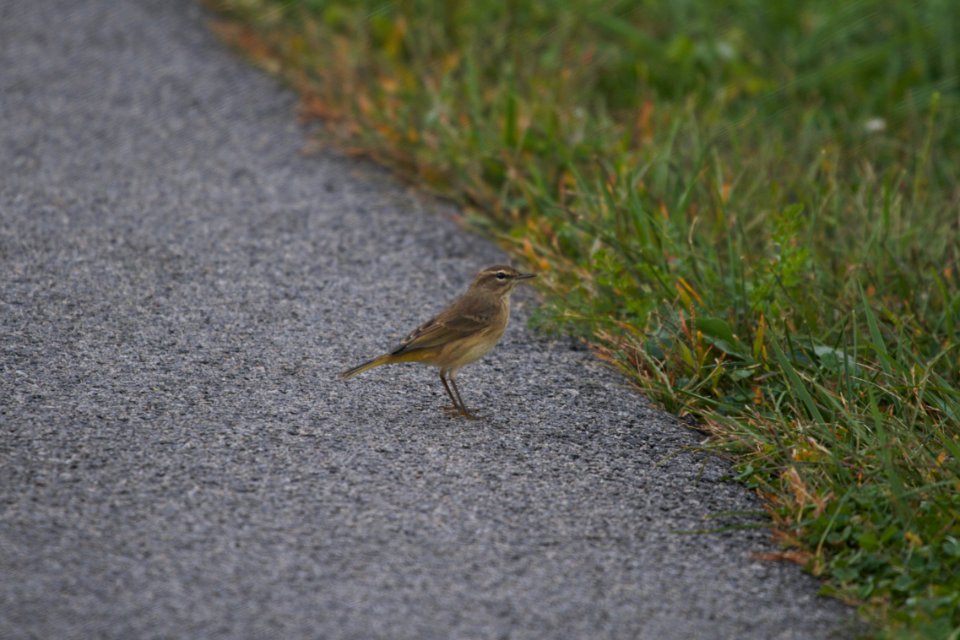 IMG 3530c Palm Warbler Perry Farm Kankakee Co IL 10-4-2017