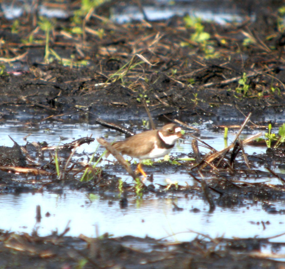 DSCN8662 c Semipalmated Plover  Newton Co IN 6-1-13