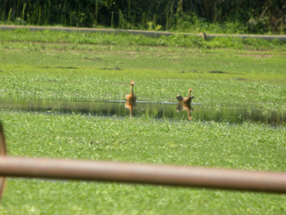 IMG 9190c Cinnamon Colored Northern Pintail H & E Sod Farm Momence IL 9-19-2017