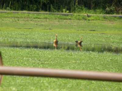 IMG 9190c Cinnamon Colored Northern Pintail H & E Sod Farm Momence IL 9-19-2017