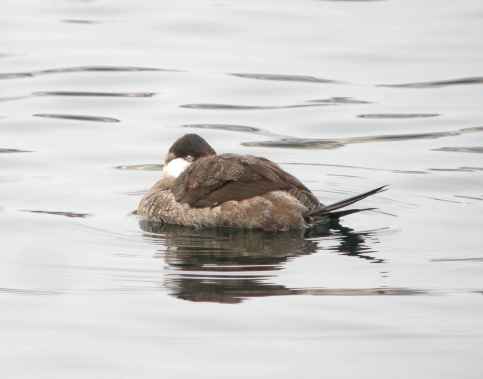 DSCN6879 c Ruddy Duck  Kankakee Co IL 2-4-13