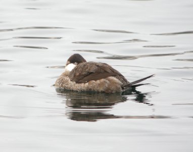 DSCN6879 c Ruddy Duck  Kankakee Co IL 2-4-13