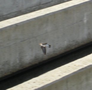 IMG 0539 c Northern Rough-winged Swallow  Kankakee Co IL 01-02-13