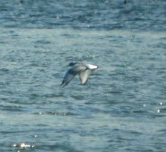 DSCN9088 c Bonaparte's Gull (Juv) Newton Co IN 9-5-11
