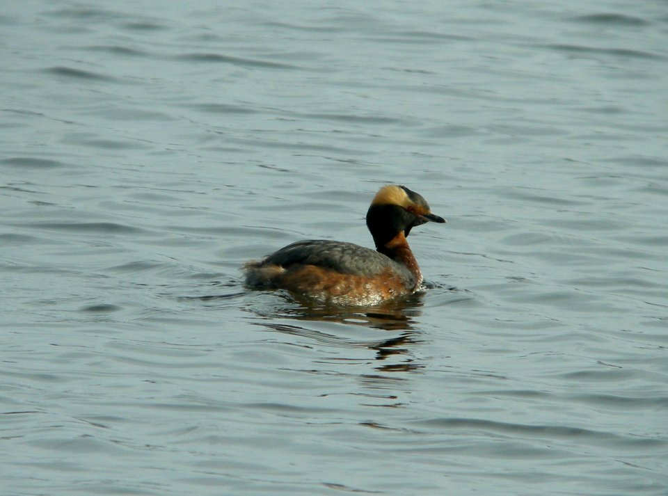DSCN6547 c Horned Grebe Willow Slough FWA IN 4-23-11