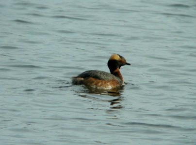 DSCN6547 c Horned Grebe Willow Slough FWA IN 4-23-11 photo