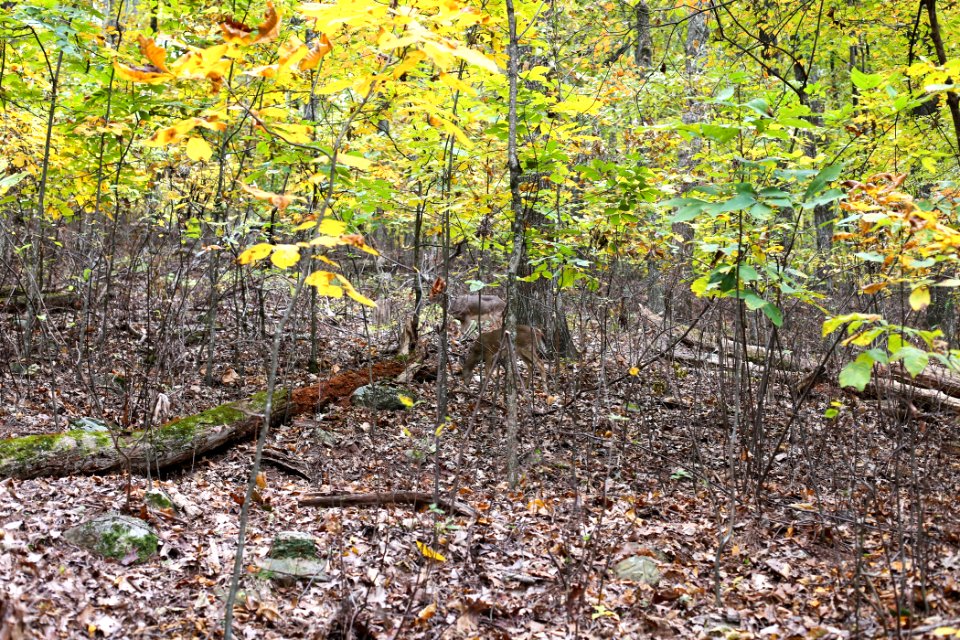 Kennesaw Mountain - October 31st, 2013