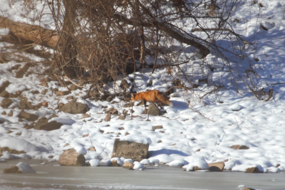 IMG 7012c Red Fox Kankakee IL 1-6-2018