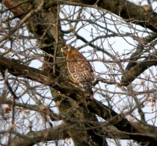 DSCN6553 c Red-shouldered Hawk Willow Slough FWA IN 4-23-11