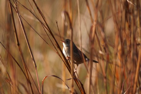 IMG 5323c Sedge Wren Perry Farm Kankakee Co IL 10-26-2017