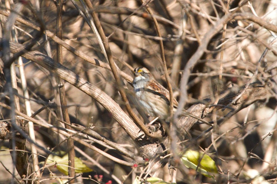 IMG 6234c White-throated Sparrow Metro-sewer Kankakee IL 12-06-2017