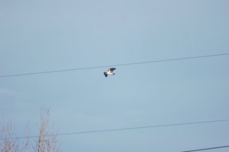 IMG 6818c Red-tailed Hawk (Harlan's) Chatfield SP CO 12-27-2017
