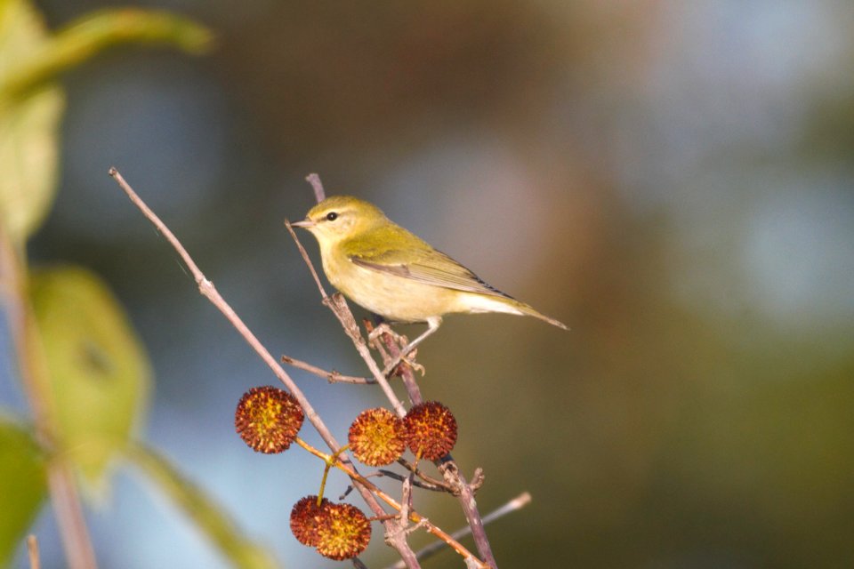 IMG 0949c Tennessee Warbler LaSalle FWA IN 9-3-2017