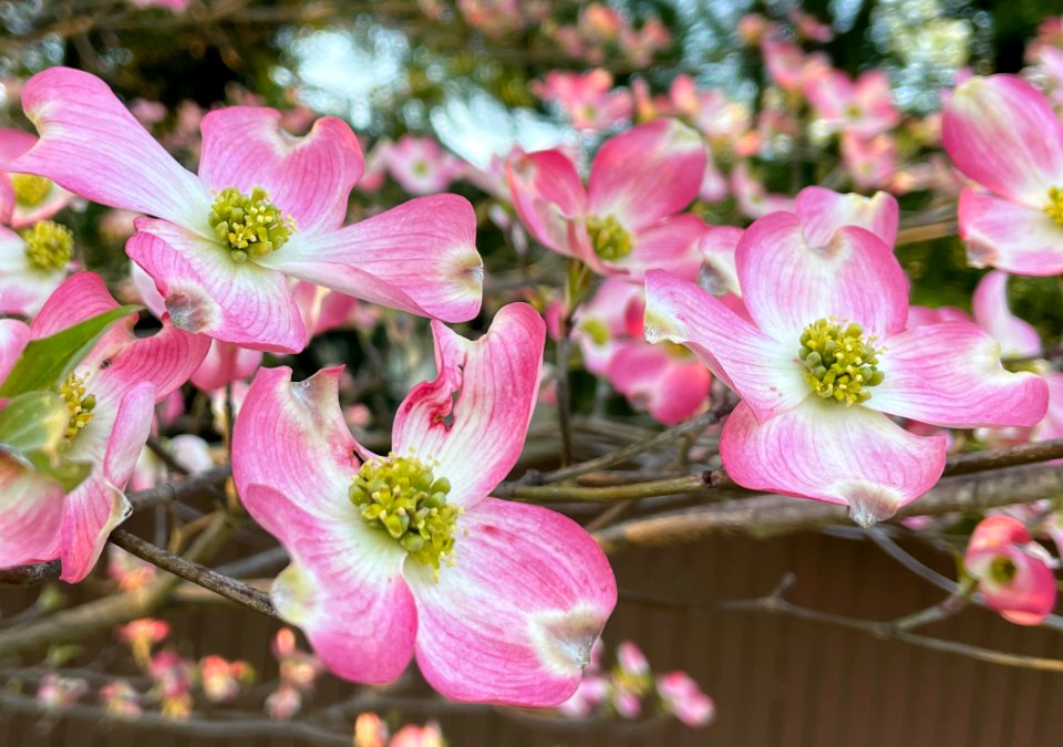 Day 99 - Pink Dogwood