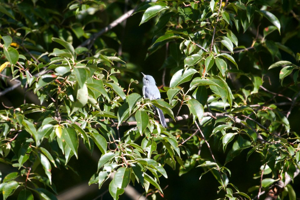 IMG 0495c Blue-Gray Gnatcatcher LeVasseur Park Kankakee IL 8-23-2017