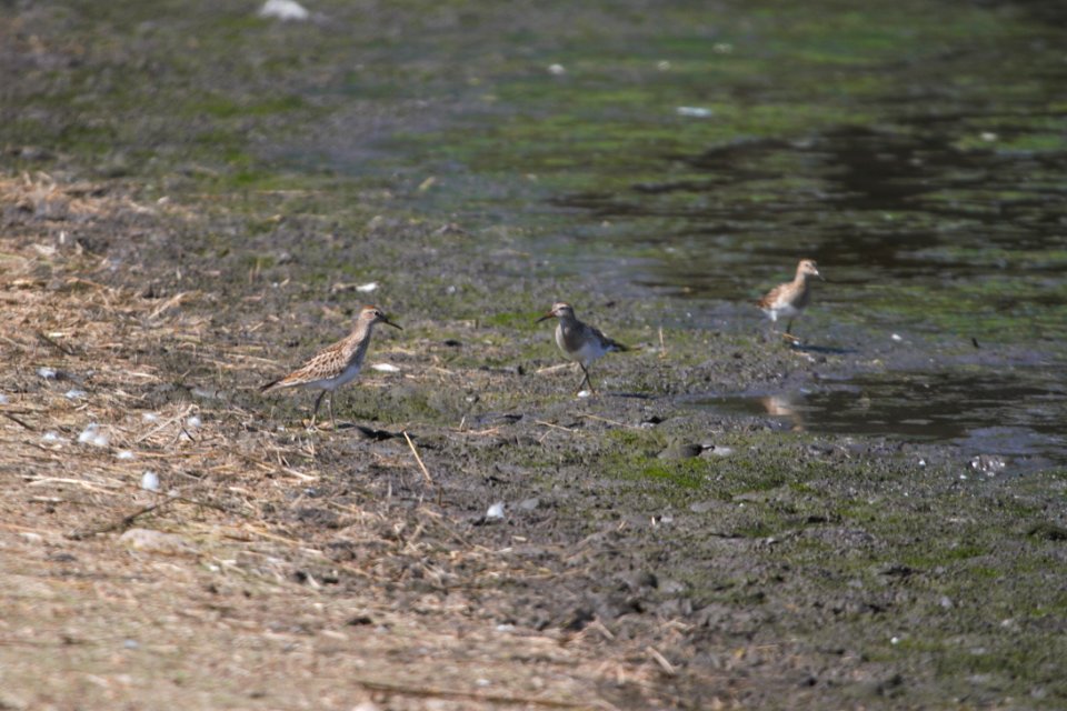 IMG 2756c Pectoral Sandpiper Willowhaven Area Kankakee Co-IL 9-25-2017