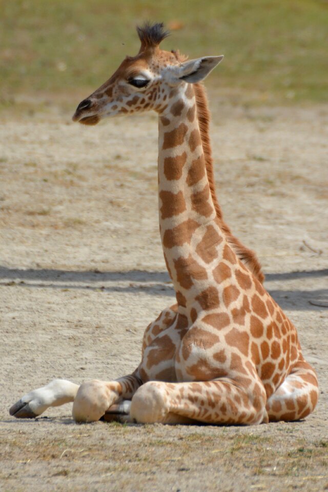 Animal neck mammal