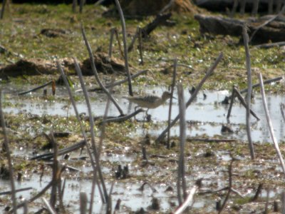 DSCN9032c Buff-breasted Sandpiper LaSalle FWA-IN 8-18-2017