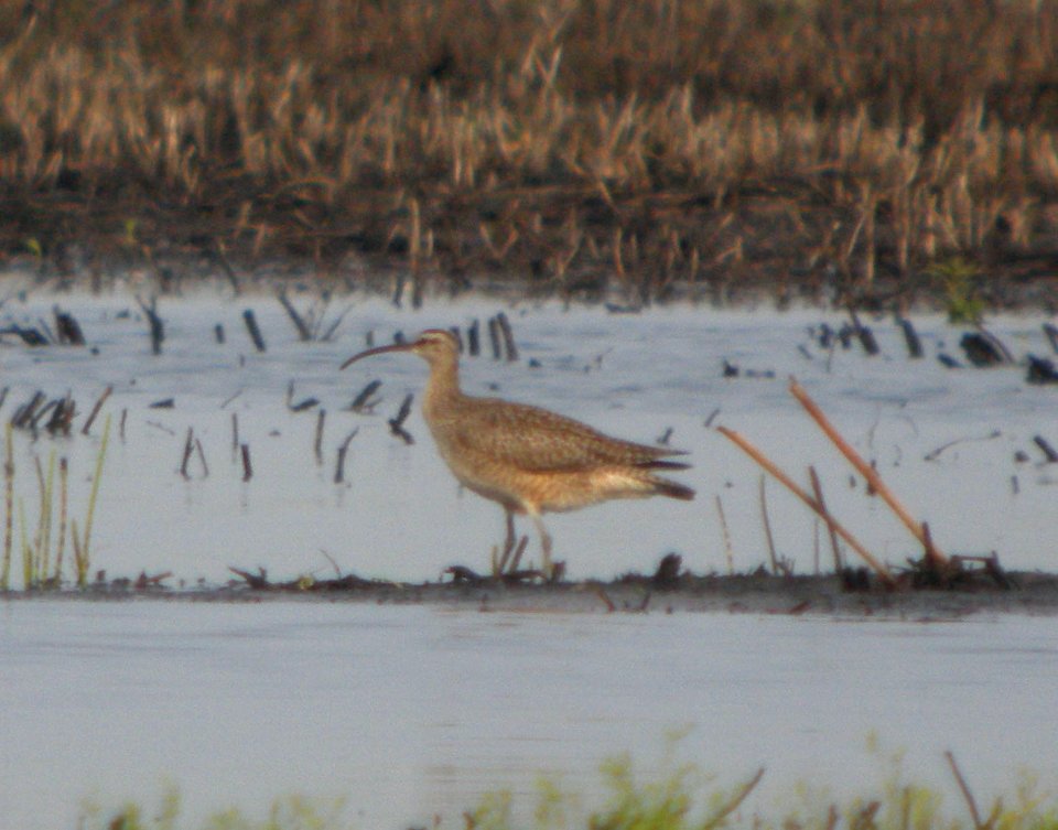 DSCN6889 c Whimbrel Kankakee Sands Newton Co IN 5-12-11