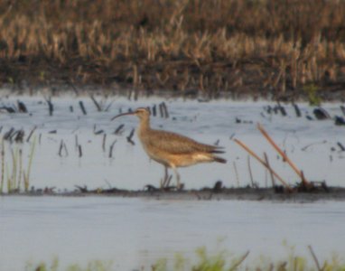 DSCN6889 c Whimbrel Kankakee Sands Newton Co IN 5-12-11