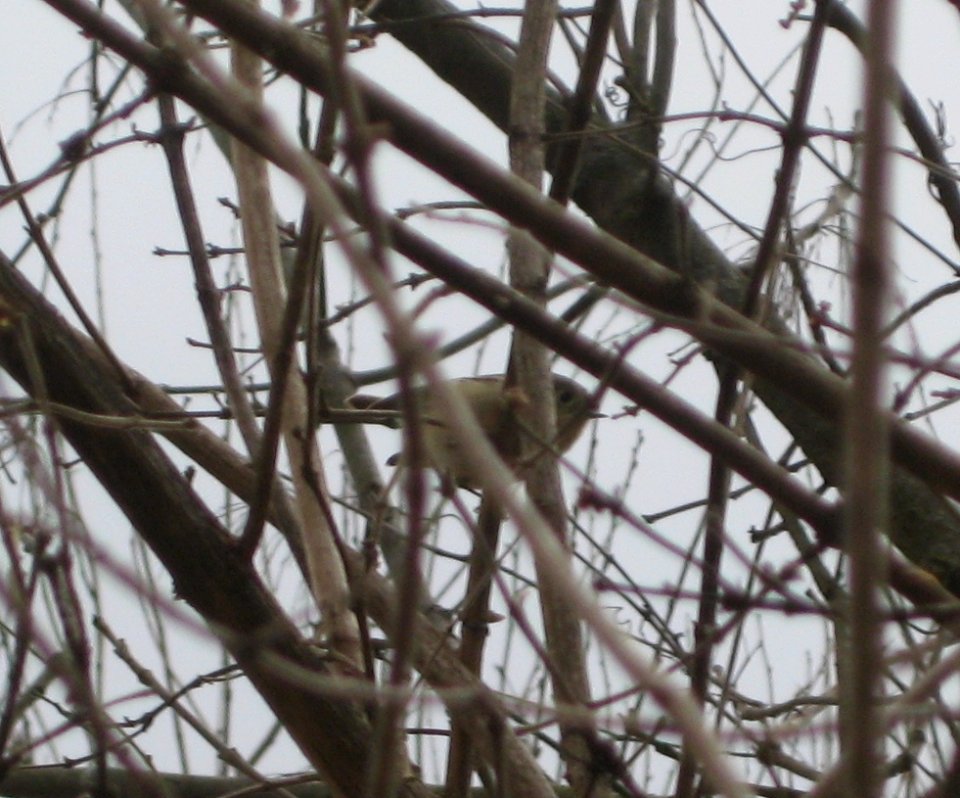 IMG 0633 c Ruby-crowned Kinglet  Kankakee Co IL 2-15-13