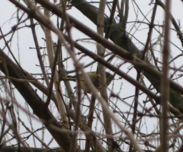 IMG 0633 c Ruby-crowned Kinglet  Kankakee Co IL 2-15-13