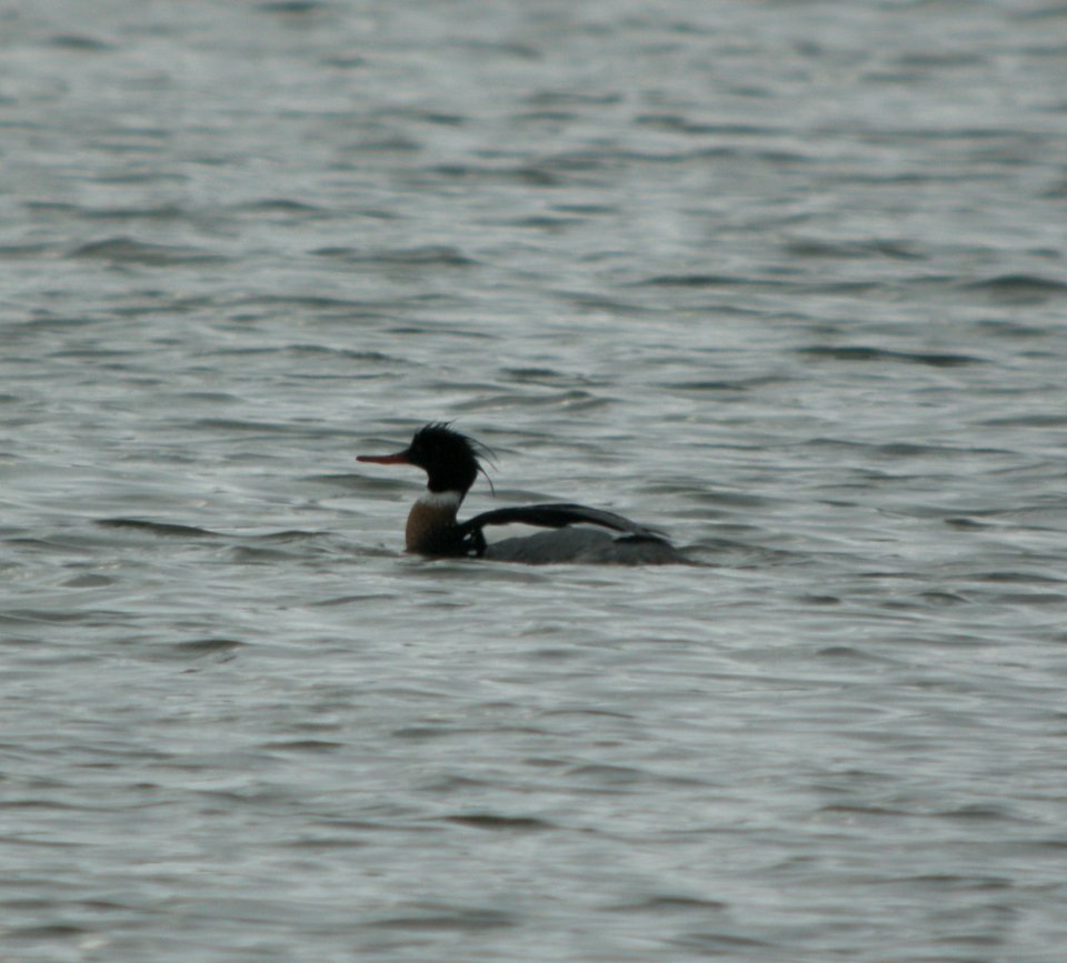 DSCN7169 c Red-breasted Merganser  Kankakee Co IL 3-7-13