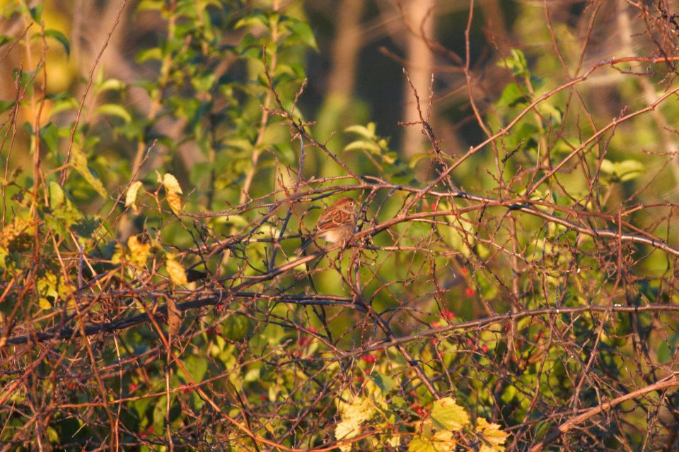 IMG 4847c Field Sparrow Perry Farm Kankakee Co IL 10-18-2017