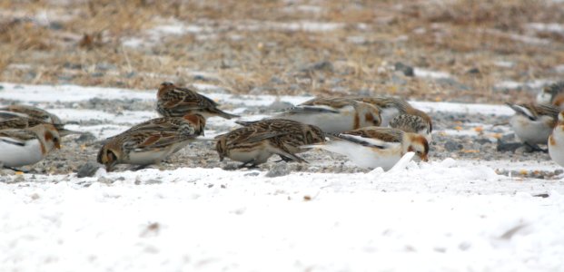 DSCN6027 c Lapland Longspur + Snow Bunting Kankakee Co IL 2-5-11