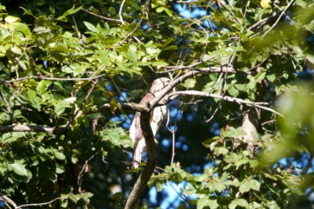 IMG 0962c Red-shouldered Hawk (juv) LaSalle FWA IN 9-3-2017