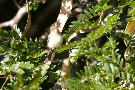 IMG 1189c Least Flycatcher LeVasseur Park Kankakee-IL 9-6-2017