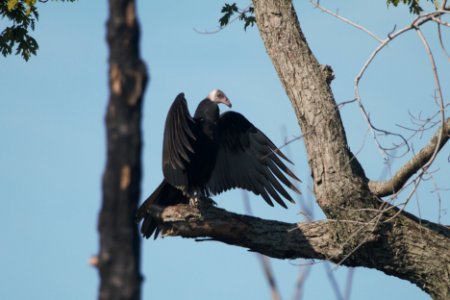 IMG 0958c Turkey Vulture LaSalle FWA IN 9-3-2017 photo