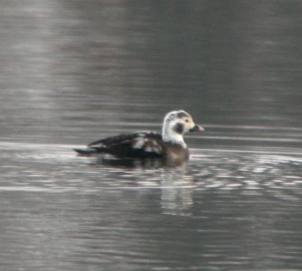 DSCN0614 c Long-tailed Duck  Newton Co IN 12-22-11