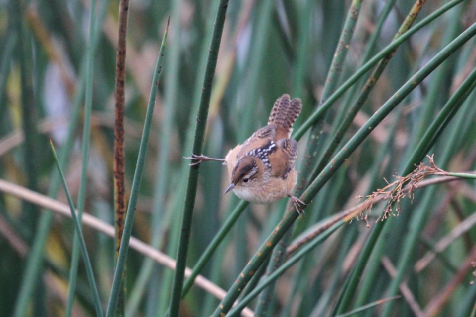 IMG 4242c Marsh Wren TNC Kankakee Sands IN 10-12-2017