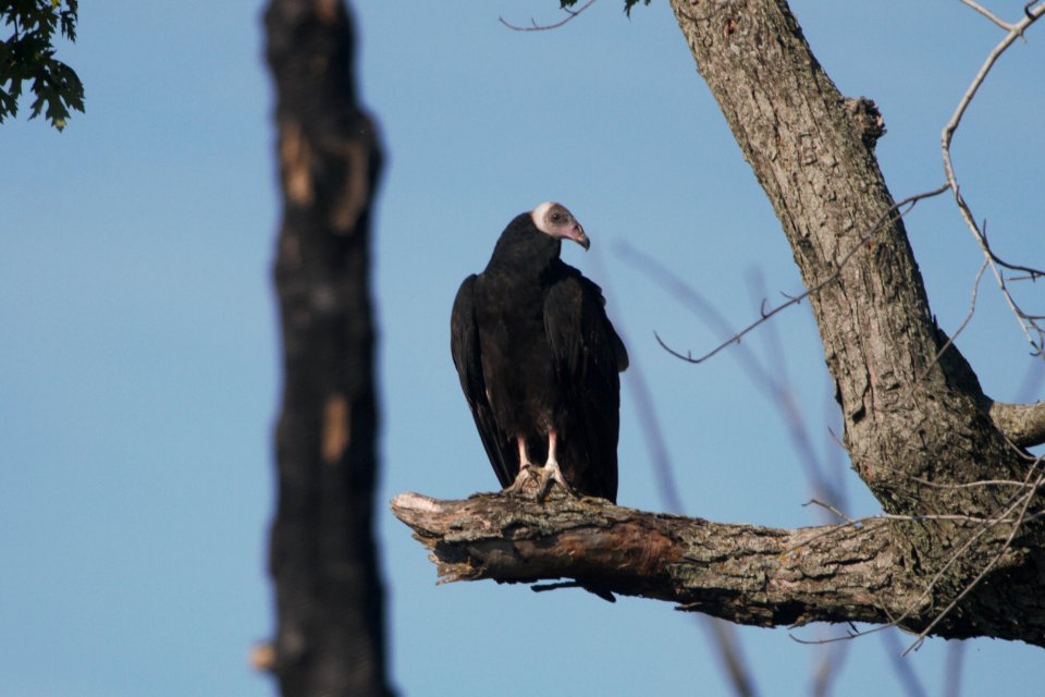 IMG 0950c Turkey Vulture LaSalle FWA IN 9-3-2017