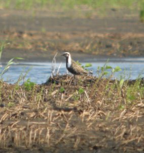 DSCN7371 c  American Golden- Plover Newton Co IN 6-8-11