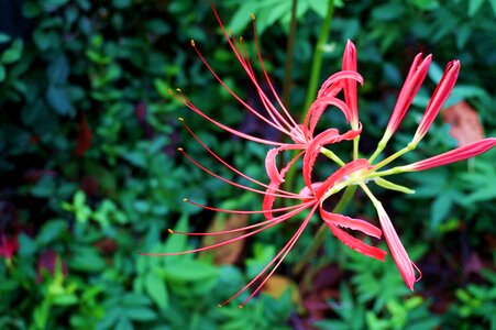 Flowering exotic tropical