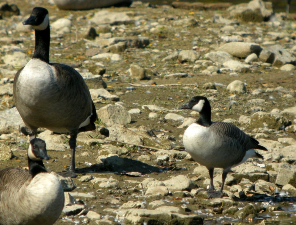 DSCN9450 c Cackling Goose  Kankakee Co IL 10-8-11