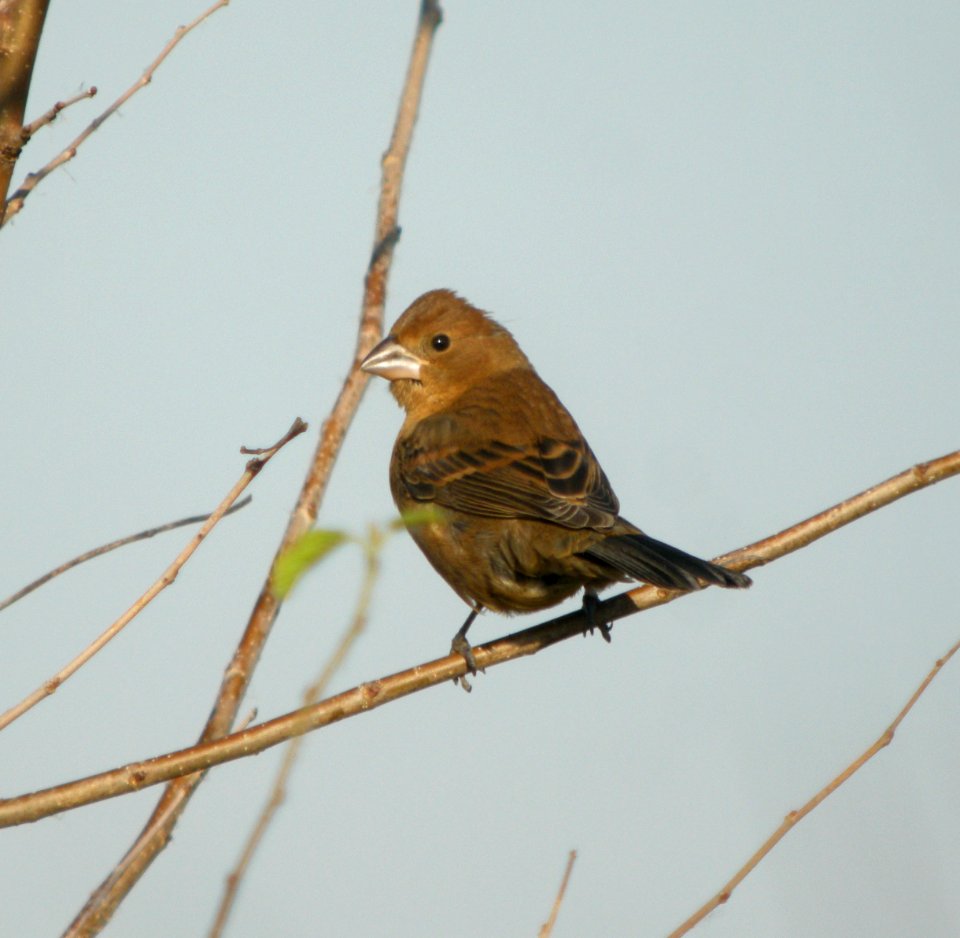 DSCN9684 c Blue Grosbeak  Newton Co (NW IN) IN 10-12-11