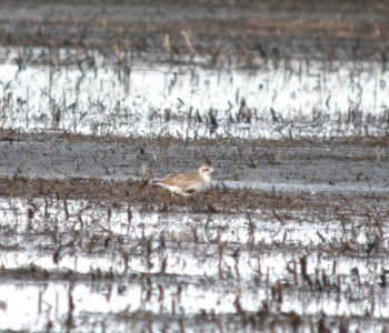 DSCN8231 c Black-bellied Plover  Newton Co IN 5-6-13